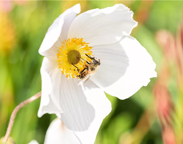 Nützlinge im Garten – Fleißige kleine Helfer fördern