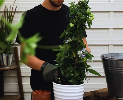 Passionsblume - Einpflanzen in ein Gefäß