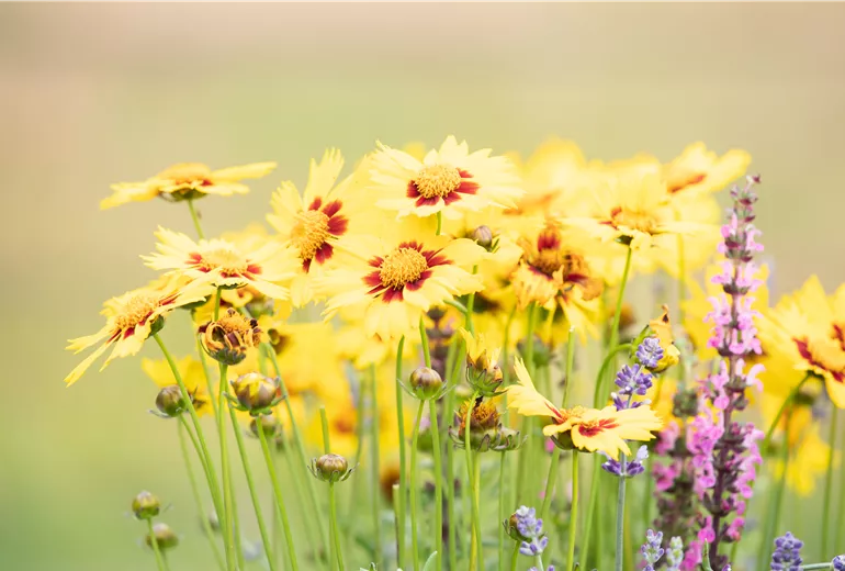 Coreopsis grandiflora, gelb