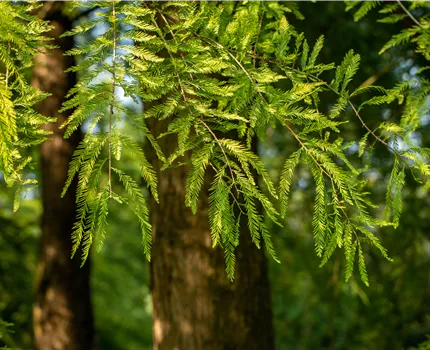 Die beliebtesten Nadelgehölze – Stars mit Nadeln im Garten