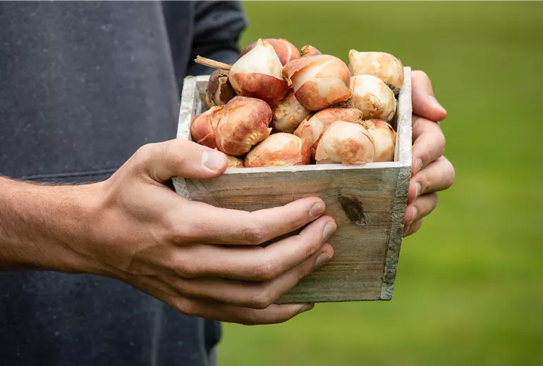 Tulpenzwiebeln