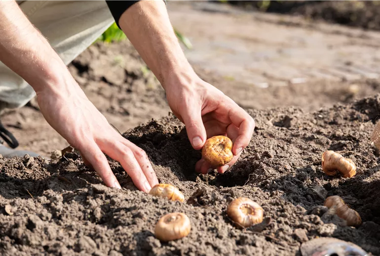 Blumenzwiebeln einpflanzen