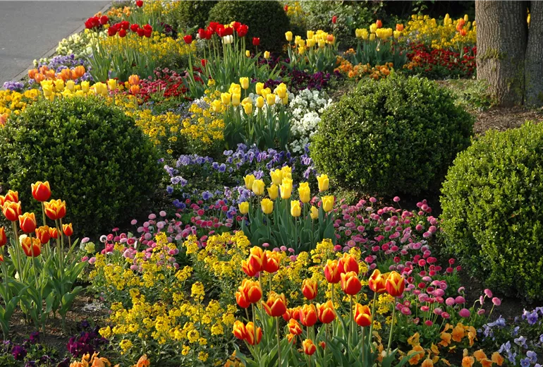 Beet mit Tulpen und Buchskugeln