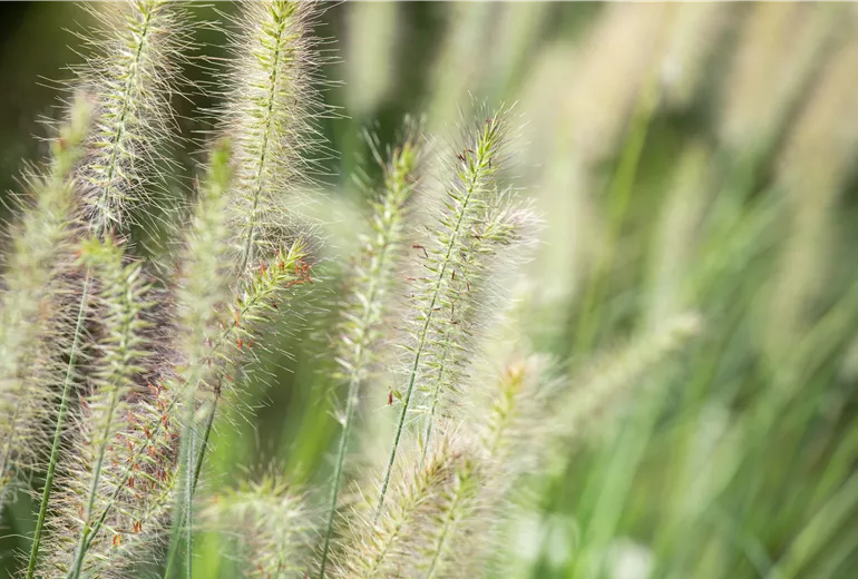 Pennisetum alopecuroides 'Hameln'