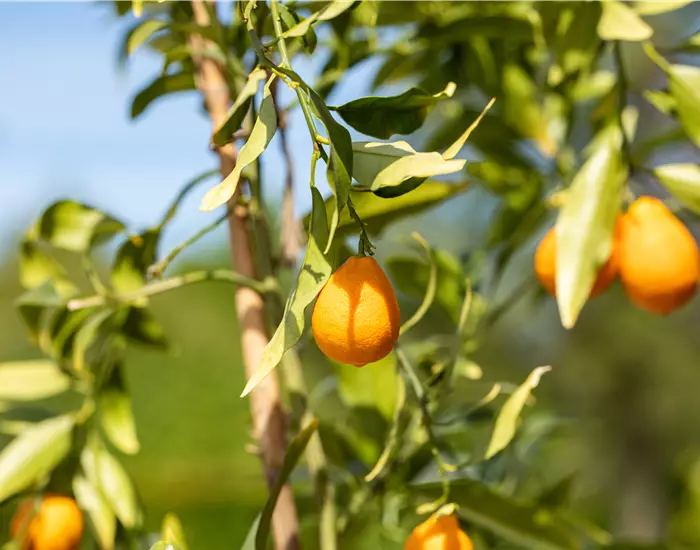 Ein mediterraner Garten und seine Gestaltungsmöglichkeiten