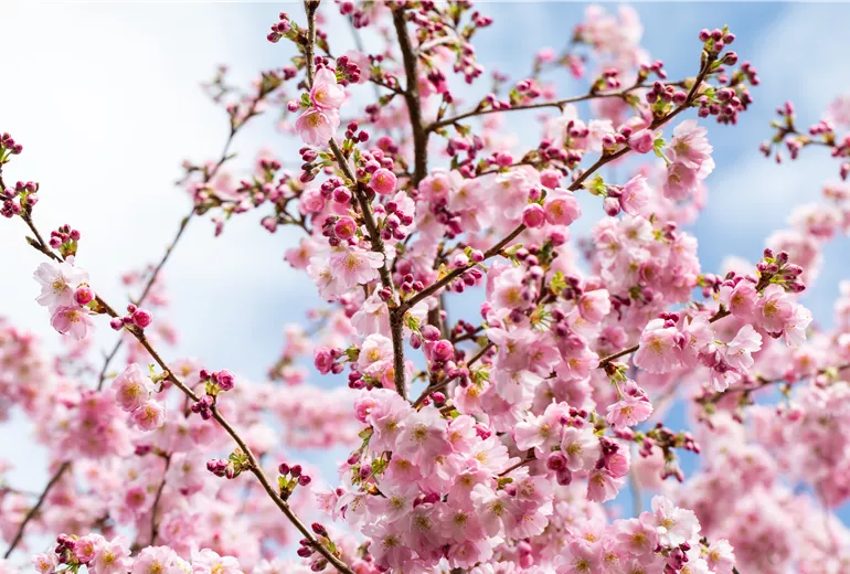 Prunus subhirtella 'Accolade'