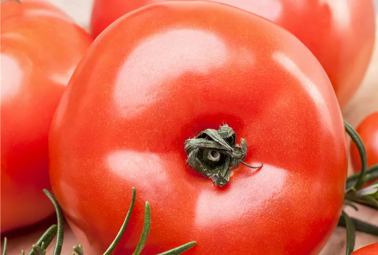 Solanum lycopersicum