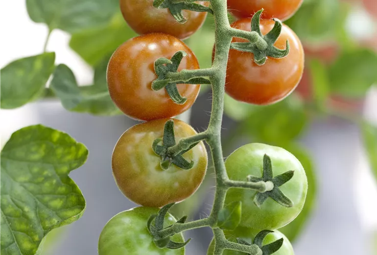 Solanum lycopersicum Gardeners Delight