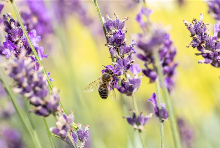 Biene an Lavendel