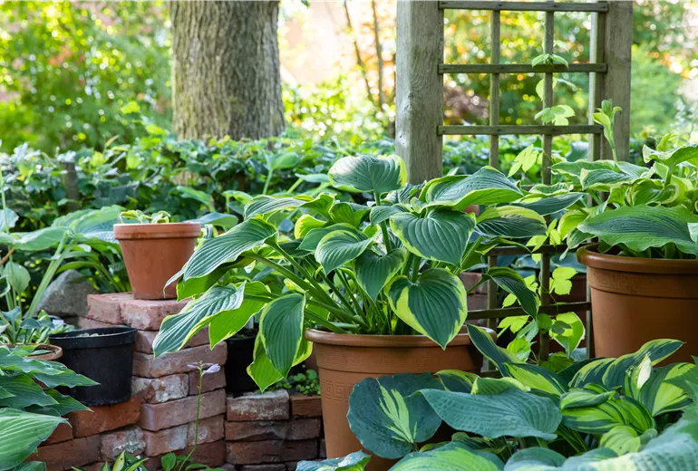 Gartenambiente mit Hosta