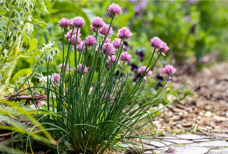 Allium schoenoprasum