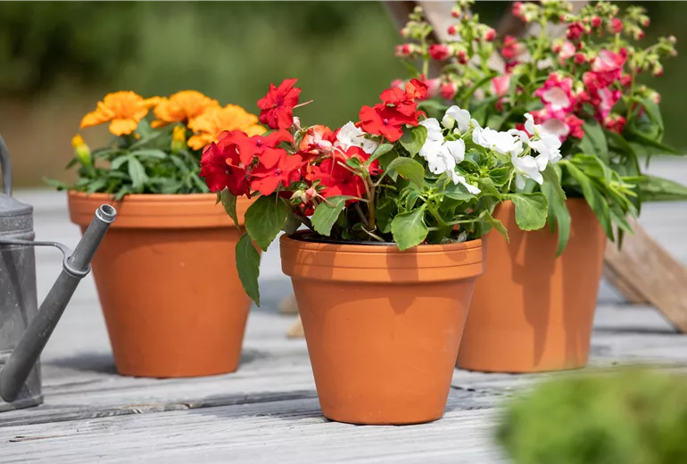 Impatiens walleriana