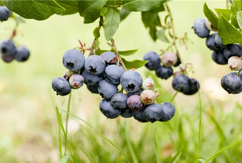 Vaccinium corymbosum