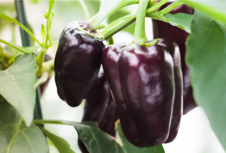 Capsicum annuum 'Purple Patio F1'