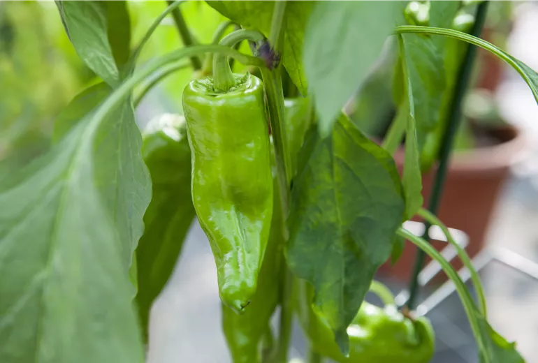Capsicum annuum 'Red Bull`s Horn'