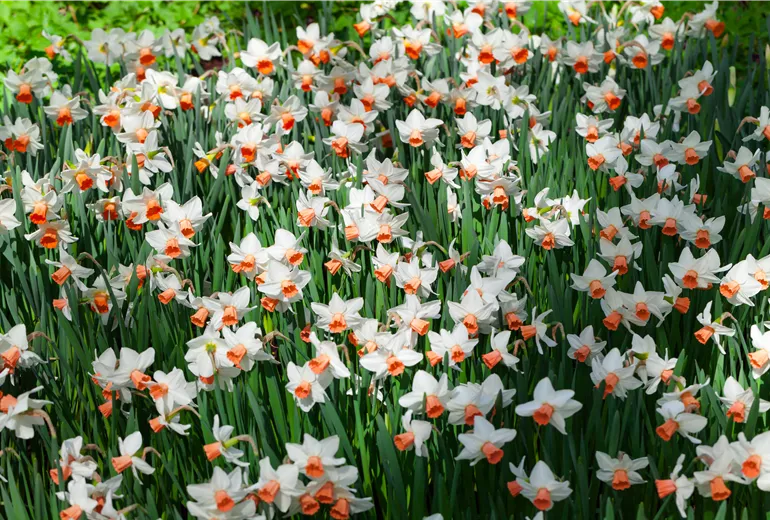 Narcissus cyclamineus 'Reggae'
