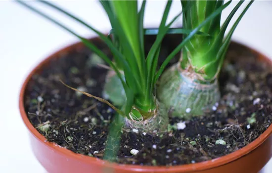 Flaschenbaum - Umtopfen