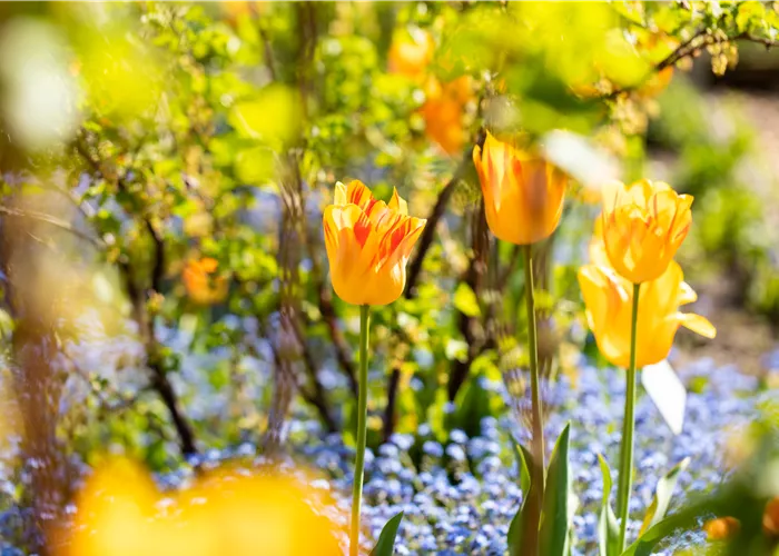 Marktsonntag im Garten-Land Wohlhüter