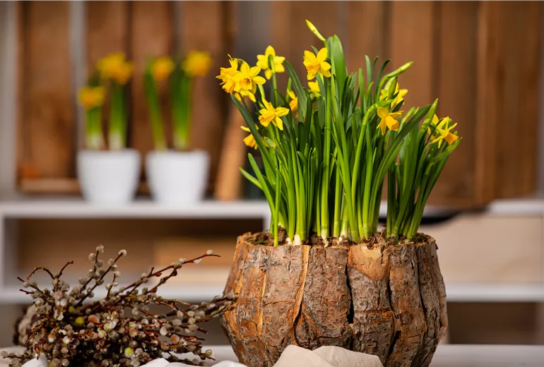 Narcissus cyclamineus