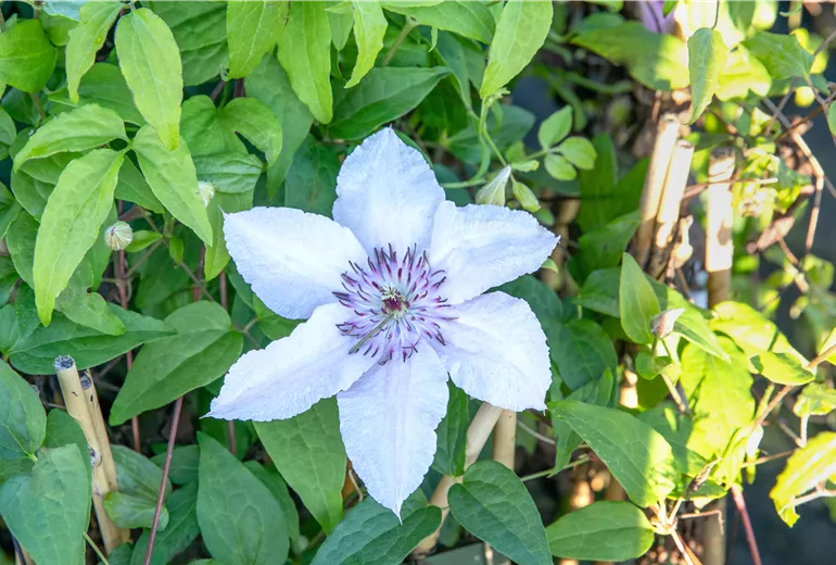 Clematis 'Justa'