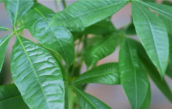 Glückskastanie - Umtopfen