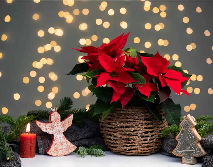 Weihnachtsstern pflanzen - Nicht nur an Weihnachten ein Muss