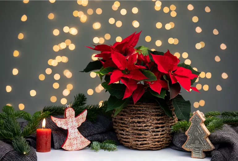 Euphorbia pulcherrima, rot