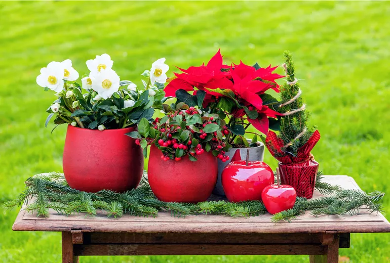 Weihnachtliche Pflanzen