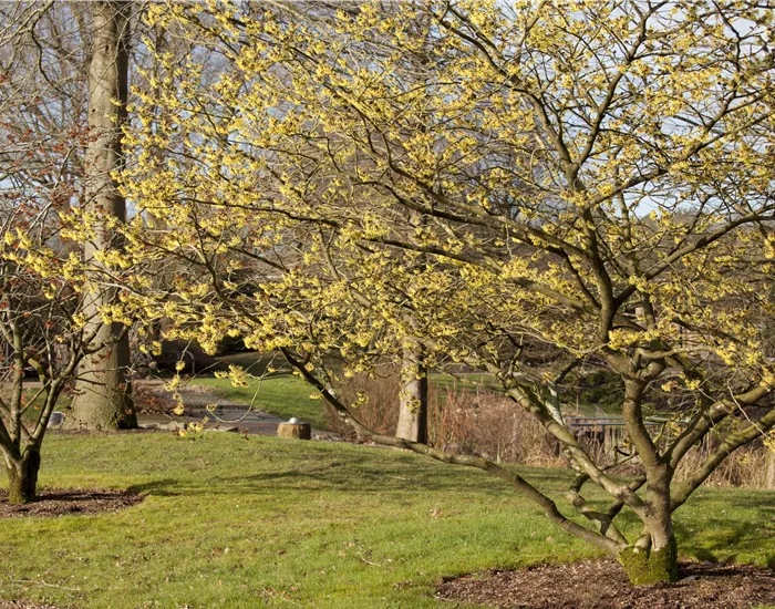 Eine Zaubernuss als Bereicherung im eigenen Garten