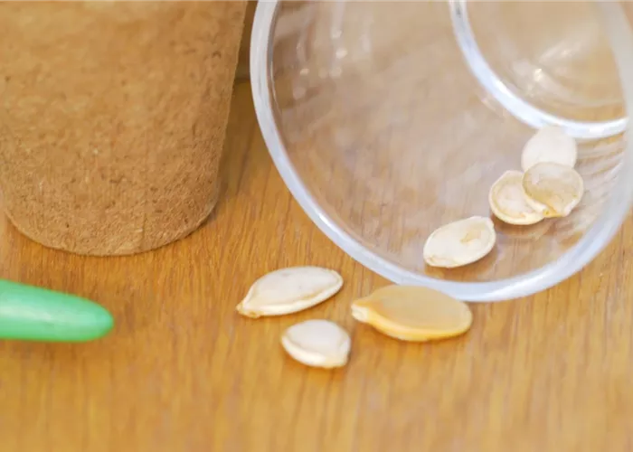 Speisekürbis - Aussaat