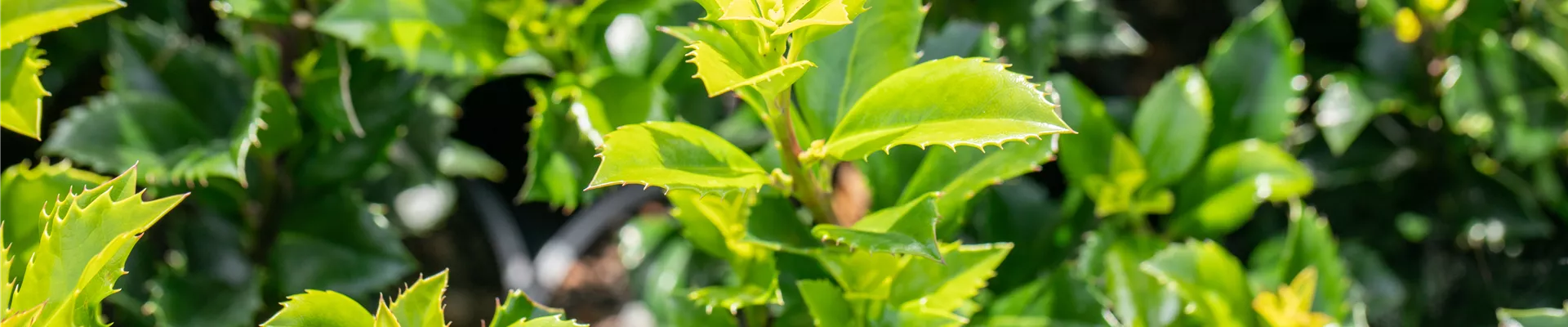 Ilex meserveae 'Heckenstar'(s)
