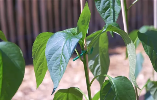 Jalapeno Paprika- Einpflanzen im Gemüsebeet