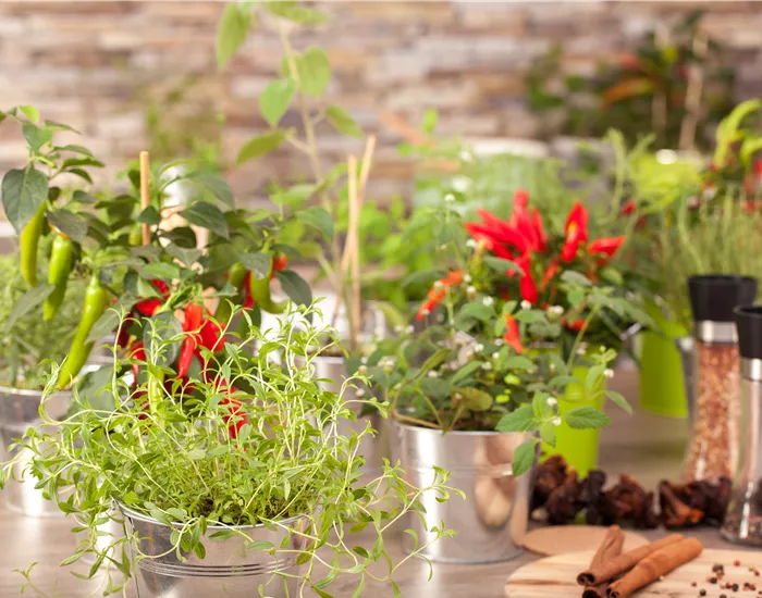 Kräuter für die Küche selber anbauen