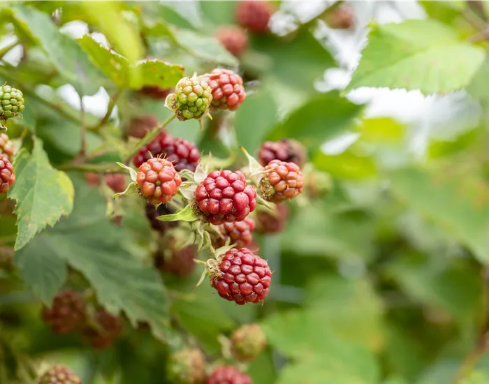 Im Frühjahr Brombeeren pflanzen für eine erfolgreiche Ernte