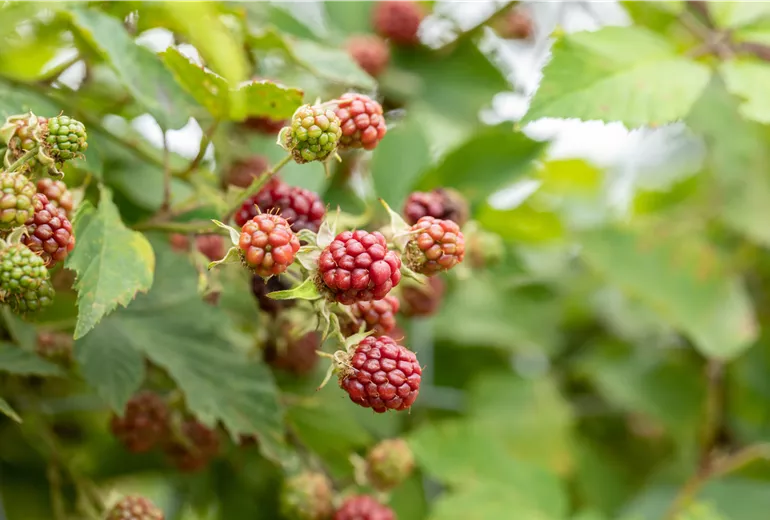 Reifende Brombeeren