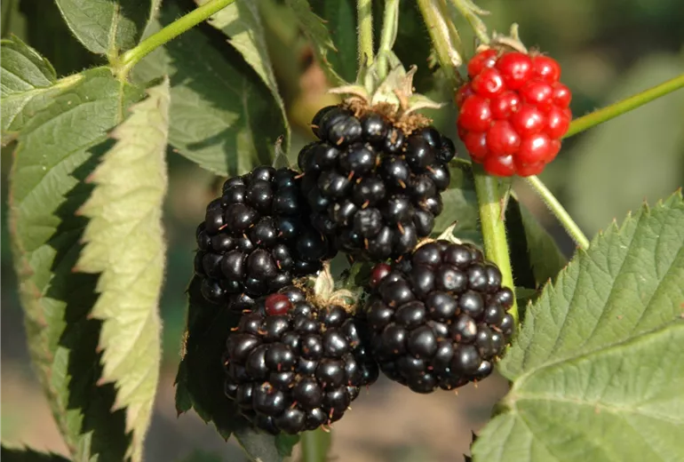 Rubus fruticosus 'Apache'