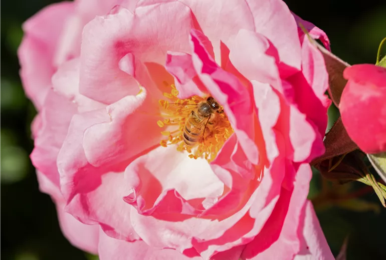 Biene in Rosenblüte