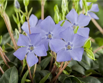 Vinca minor
