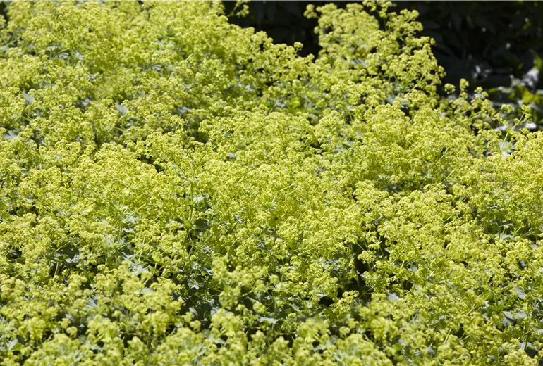 Alchemilla vulgaris