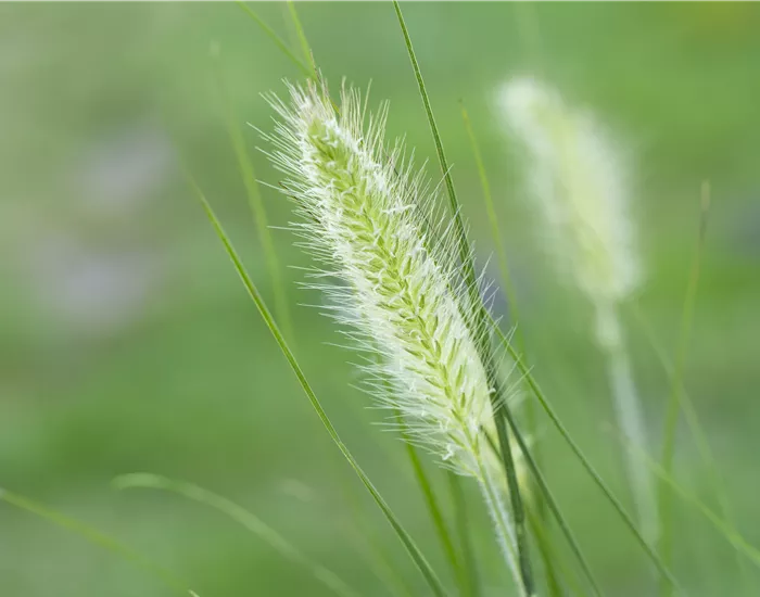 Krankheiten und Schädlinge bei Gräsern – Gibt’s das?