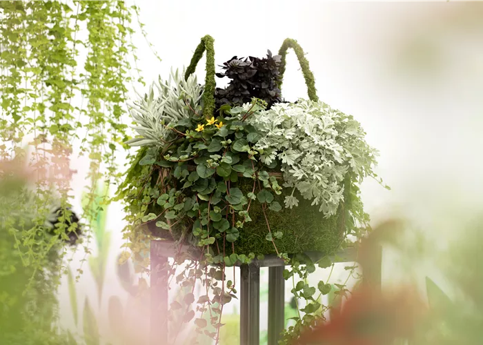 Blattschmuckpflanzen sorgen für Ruhe und Harmonie im Garten