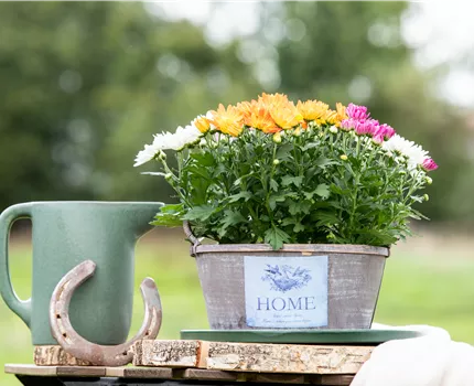 Gartengestaltung mit Pflanzgefäßen in verschiedenen Gärten