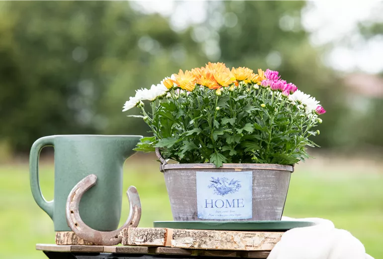 Chrysanthemum indicum 'Quatro'