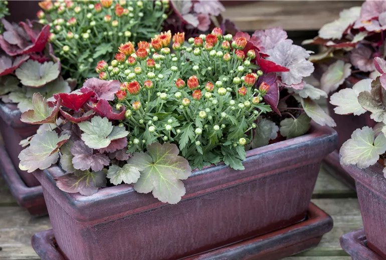 Arrangement mit Chrysanthemum indicum