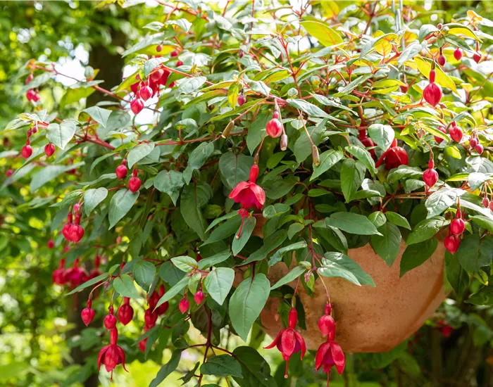 Krankheiten und Schädlinge bei mediterranen Pflanzen verhindern