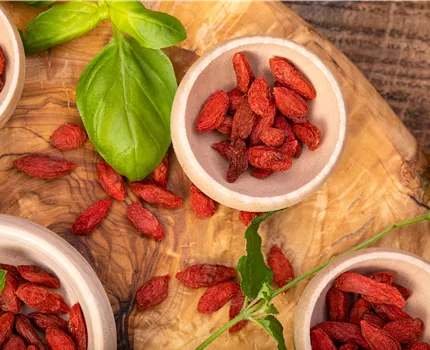 Goji-Beeren – Superfood aus Fernost im eigenen Garten