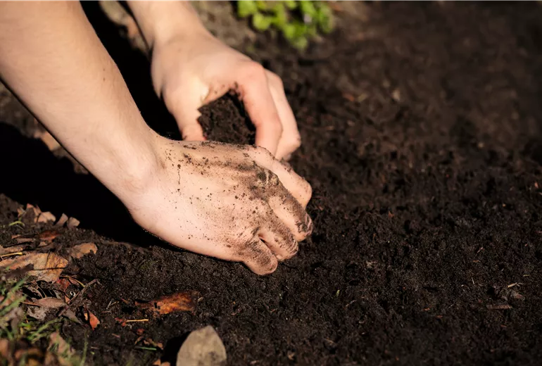 Hände mit Erde