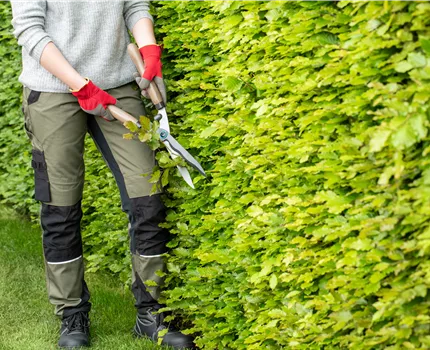 Dekorativ und praktisch zugleich: Die Hecke als Sichtschutz 