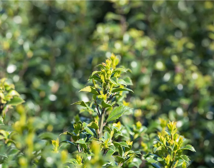 Immergrüne Laubgehölze für einzigartige Hecken und Gärten