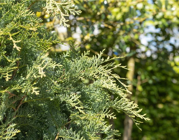 Immergrüne Nadelgehölze im Garten sind vielseitig einsetzbar